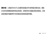 2024年高考生物大一轮必修2复习课件：第24讲　基因的表达