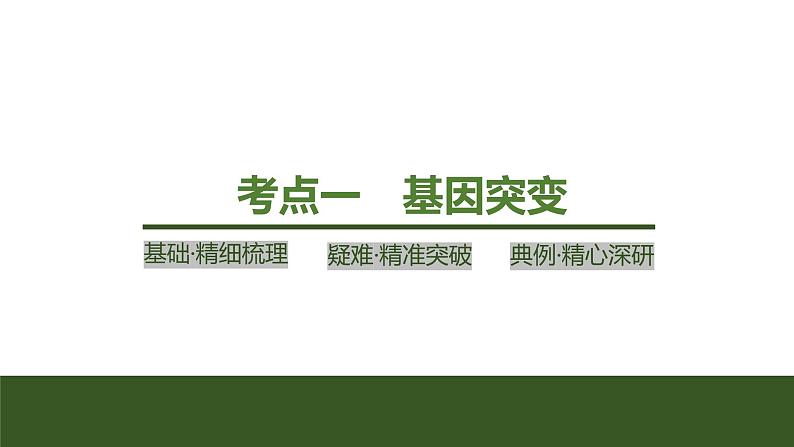 2024年高考生物大一轮必修2复习课件：第25讲　基因突变和基因重组第4页