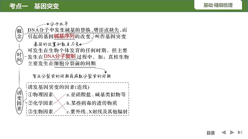 2024年高考生物大一轮必修2复习课件：第25讲　基因突变和基因重组第6页