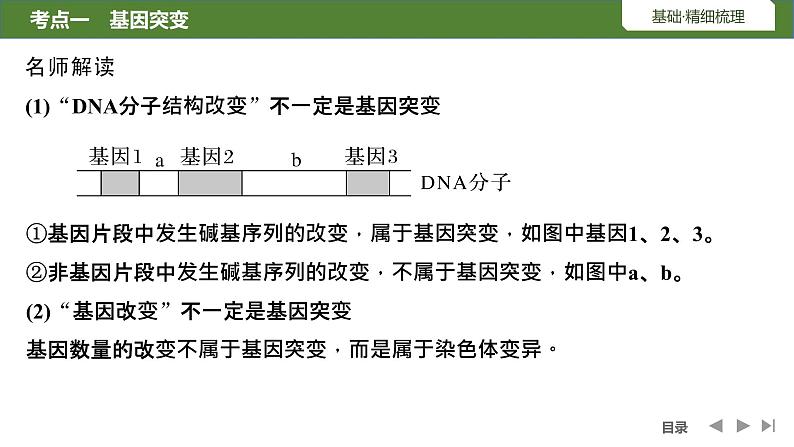 2024年高考生物大一轮必修2复习课件：第25讲　基因突变和基因重组第7页