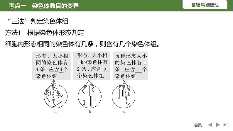 2024年高考生物大一轮必修2复习课件：第26讲　染色体变异第7页