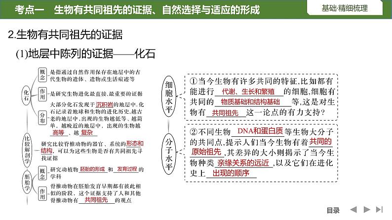 2024年高考生物大一轮必修2复习课件：第28讲　生物的进化第6页