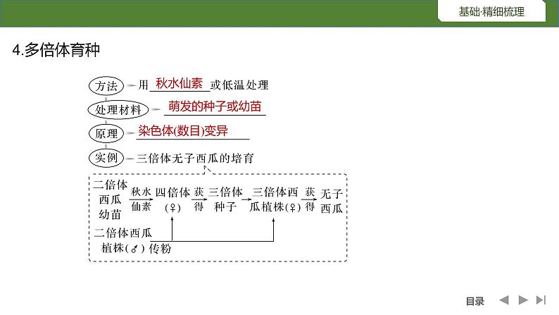 2024年高考生物大一轮必修2复习课件：第27讲　生物变异在育种上的应用第7页