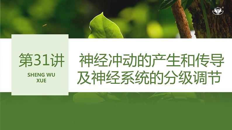 2024年高考生物大一轮选择性必修1复习课件：第31讲　神经冲动的产生和传导及神经系统的分级调节第1页