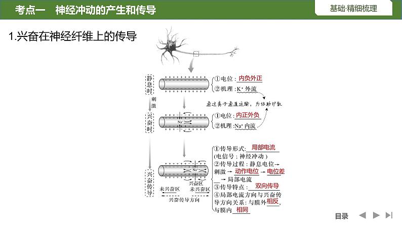 2024年高考生物大一轮选择性必修1复习课件：第31讲　神经冲动的产生和传导及神经系统的分级调节第5页