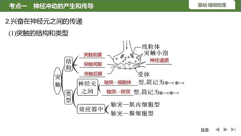 2024年高考生物大一轮选择性必修1复习课件：第31讲　神经冲动的产生和传导及神经系统的分级调节第6页