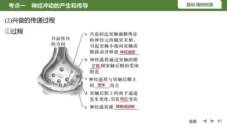 2024年高考生物大一轮选择性必修1复习课件：第31讲　神经冲动的产生和传导及神经系统的分级调节第8页