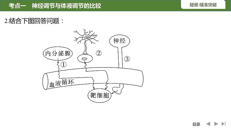 2024年高考生物大一轮选择性必修1复习课件：第33讲　体液调节与神经调节的关系08