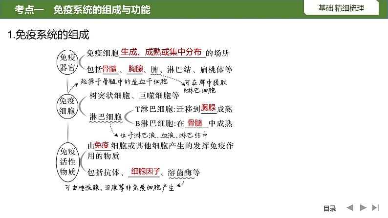 2024年高考生物大一轮选择性必修1复习课件：第34讲　免疫系统的组成与功能、特异性免疫05