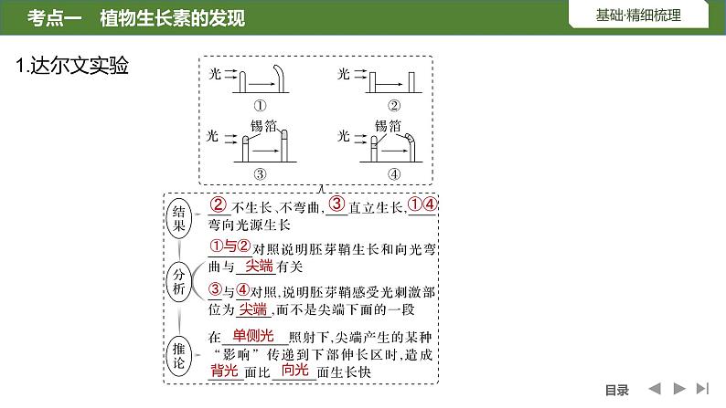 2024年高考生物大一轮选择性必修1复习课件：第36讲　植物生长素及其生理作用05