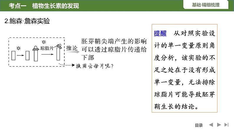 2024年高考生物大一轮选择性必修1复习课件：第36讲　植物生长素及其生理作用06