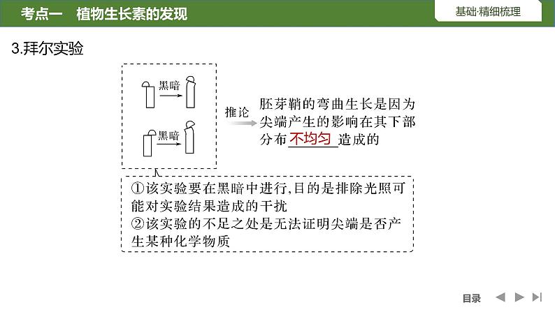 2024年高考生物大一轮选择性必修1复习课件：第36讲　植物生长素及其生理作用07