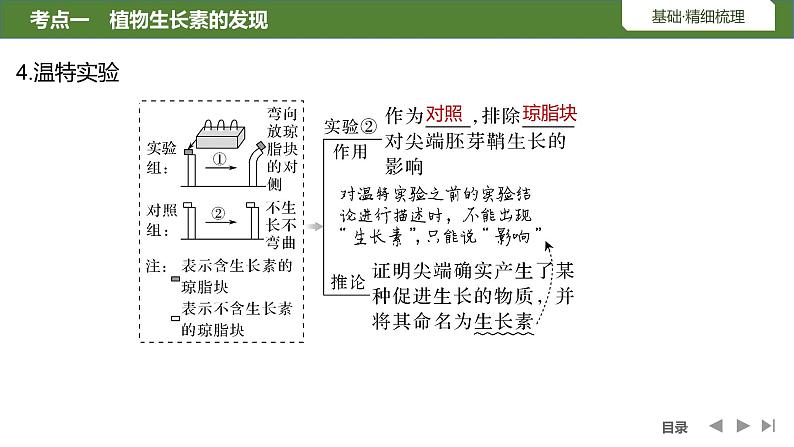 2024年高考生物大一轮选择性必修1复习课件：第36讲　植物生长素及其生理作用08