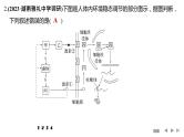 2024年高考生物大一轮选择性必修1复习课件：热点微练8 动物生命活动调节模型及相关实验