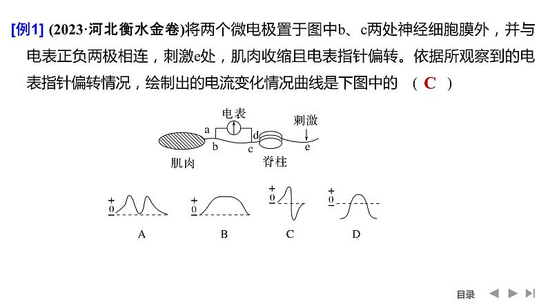 2024年高考生物大一轮选择性必修1复习课件：微专题7 兴奋传导与传递的相关实验探究第3页