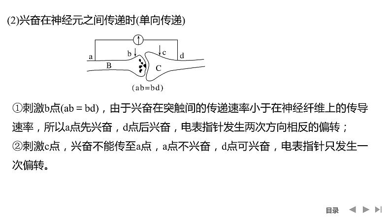 2024年高考生物大一轮选择性必修1复习课件：微专题7 兴奋传导与传递的相关实验探究第8页