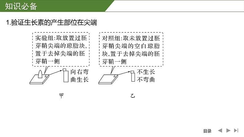 2024年高考生物大一轮选择性必修1复习课件：微专题9 与植物激素相关的实验设计第2页