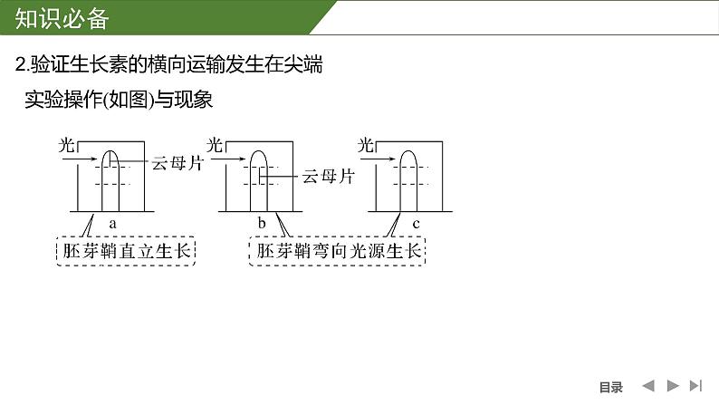 2024年高考生物大一轮选择性必修1复习课件：微专题9 与植物激素相关的实验设计第3页