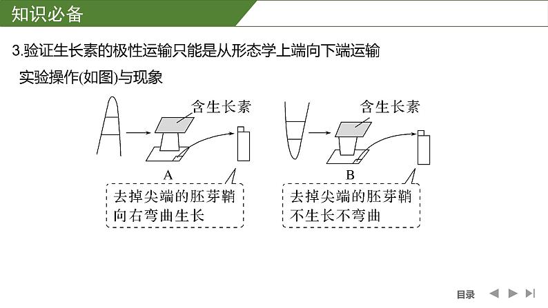 2024年高考生物大一轮选择性必修1复习课件：微专题9 与植物激素相关的实验设计第4页