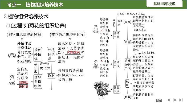 2024年高考生物大一轮选择性必修3复习课件：第46讲　植物细胞工程第7页