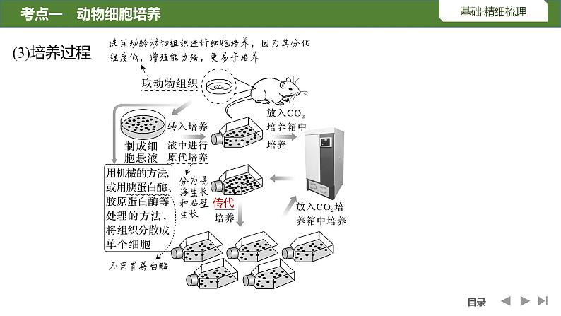 2024年高考生物大一轮选择性必修3复习课件：第47讲　动物细胞工程07