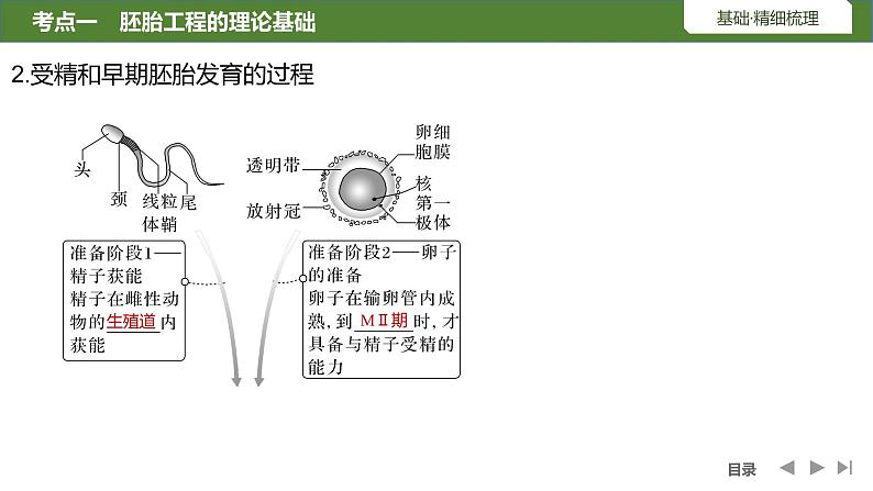 2024年高考生物大一轮选择性必修3复习课件：第48讲　胚胎工程06