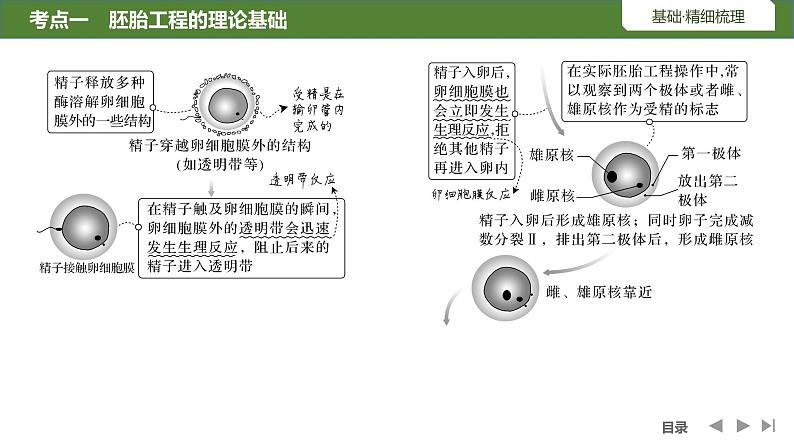 2024年高考生物大一轮选择性必修3复习课件：第48讲　胚胎工程07