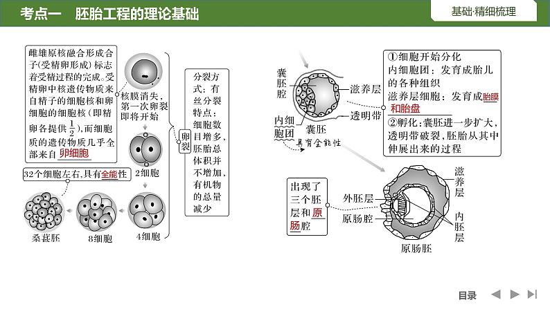 2024年高考生物大一轮选择性必修3复习课件：第48讲　胚胎工程08