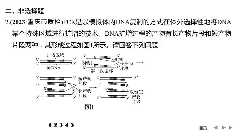 2024年高考生物大一轮选择性必修3复习课件：热点微练10 PCR技术与电泳相关问题第4页