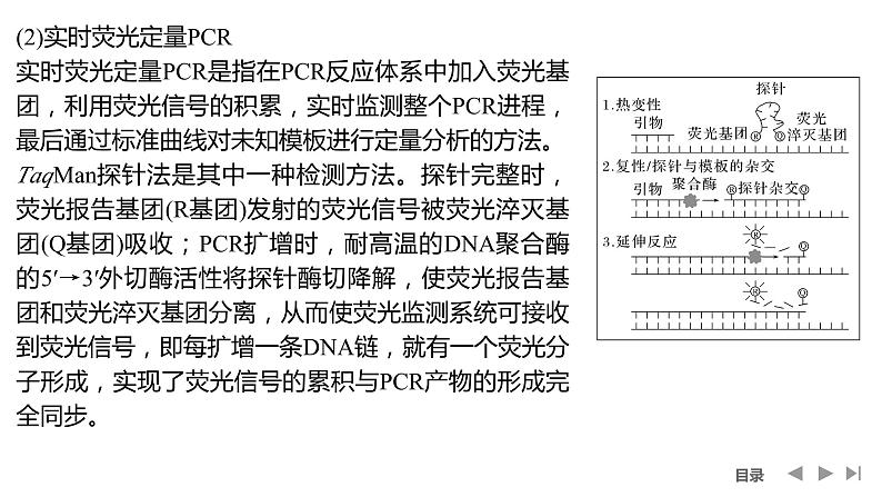 2024年高考生物大一轮选择性必修3复习课件：微专题10 PCR技术与电泳相关问题第5页