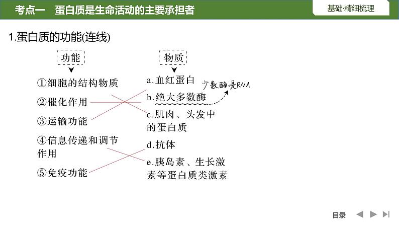 2024年高中生物大一轮复习必修一课件：第3讲　蛋白质和核酸第5页