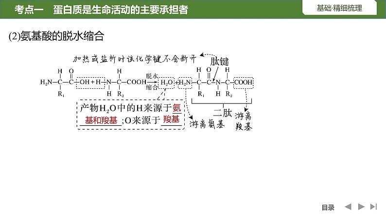 2024年高中生物大一轮复习必修一课件：第3讲　蛋白质和核酸第7页