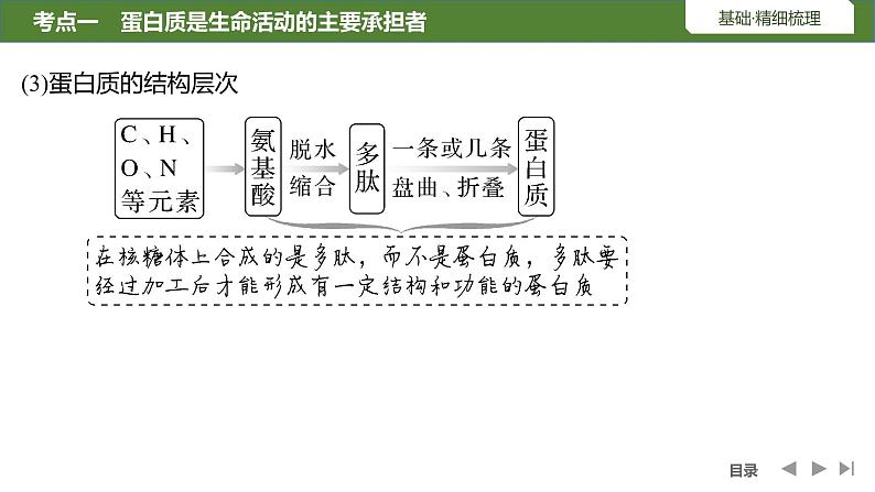 2024年高中生物大一轮复习必修一课件：第3讲　蛋白质和核酸第8页