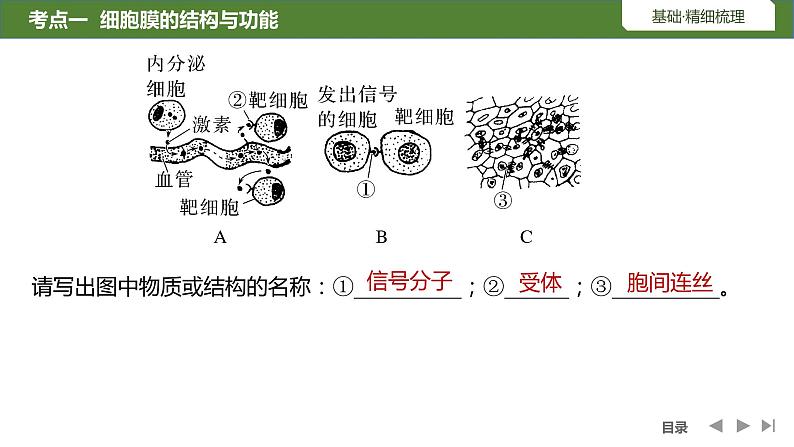 2024年高中生物大一轮复习必修一课件：第4讲　细胞膜与细胞核第6页