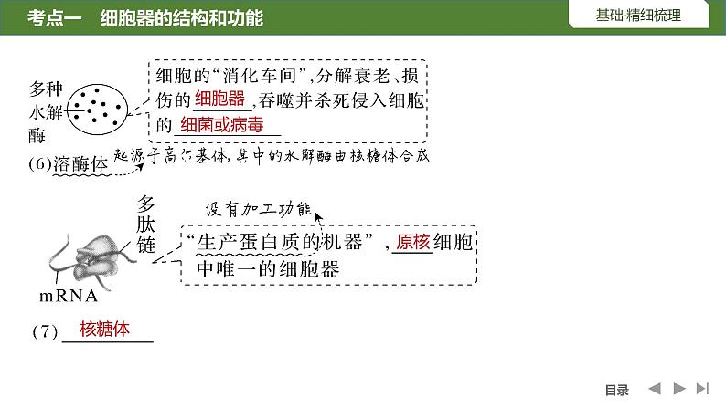 2024年高中生物大一轮复习必修一课件：第5讲　细胞器之间的分工合作第8页