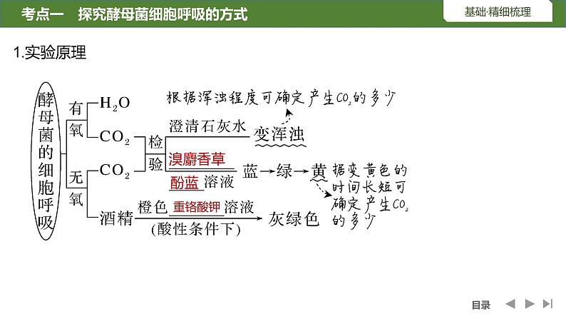 2024年高中生物大一轮复习必修一课件：第8讲　细胞呼吸的原理和应用第5页