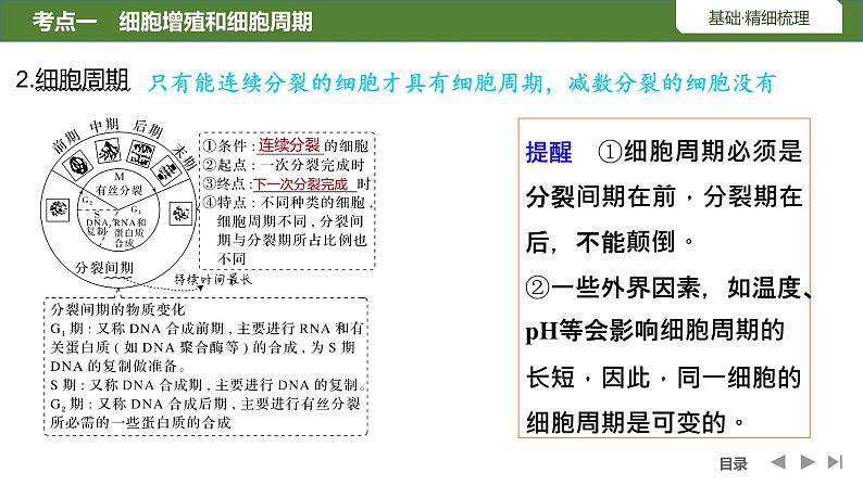 2024年高中生物大一轮复习必修一课件：第12讲　细胞的增殖第6页