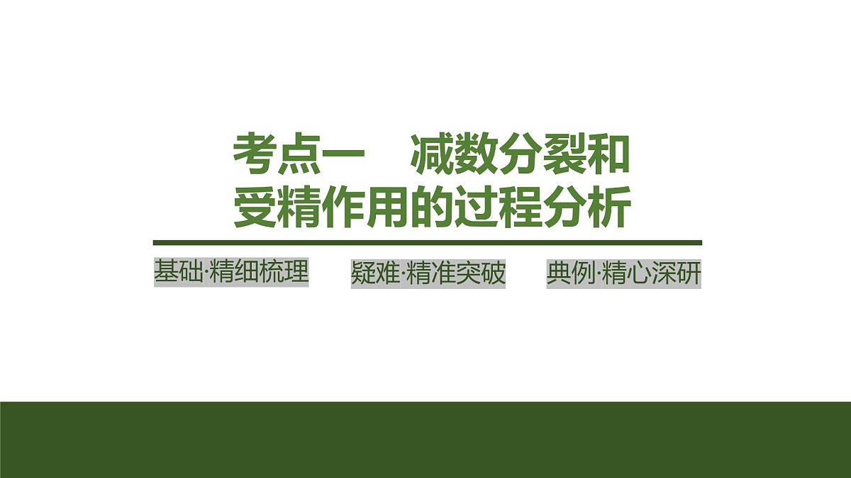 2024年高中生物大一轮复习必修一课件：第13讲　减数分裂和受精作用第4页