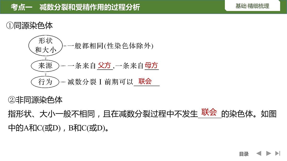 2024年高中生物大一轮复习必修一课件：第13讲　减数分裂和受精作用第7页