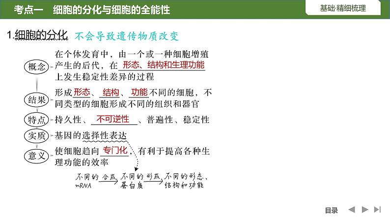 2024年高中生物大一轮复习必修一课件：第14讲　细胞的分化、衰老和死亡05