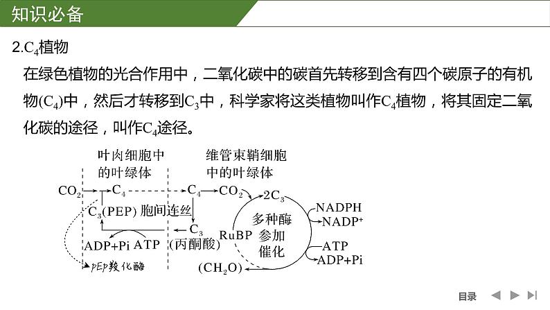 2024年高中生物大一轮复习必修一课件：微专题3 光呼吸、C4植物等特殊代谢类型第6页