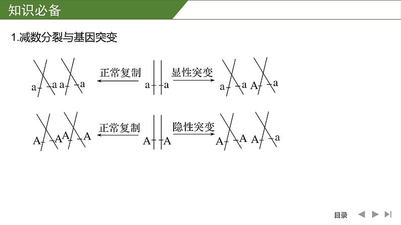 2024年高中生物大一轮复习必修一课件：微专题4 减数分裂与可遗传变异的关系第2页