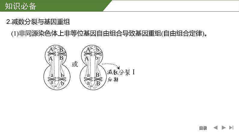 2024年高中生物大一轮复习必修一课件：微专题4 减数分裂与可遗传变异的关系第4页