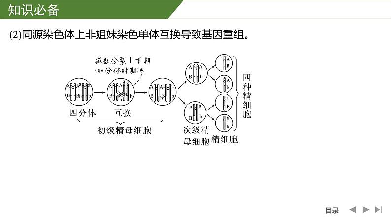 2024年高中生物大一轮复习必修一课件：微专题4 减数分裂与可遗传变异的关系第5页