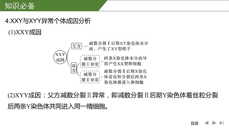 2024年高中生物大一轮复习必修一课件：微专题4 减数分裂与可遗传变异的关系第7页