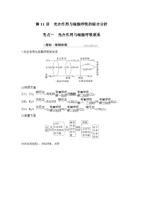 2024年高考生物大一轮必修1复习讲义：：第11讲　光合作用与细胞呼吸的综合分析