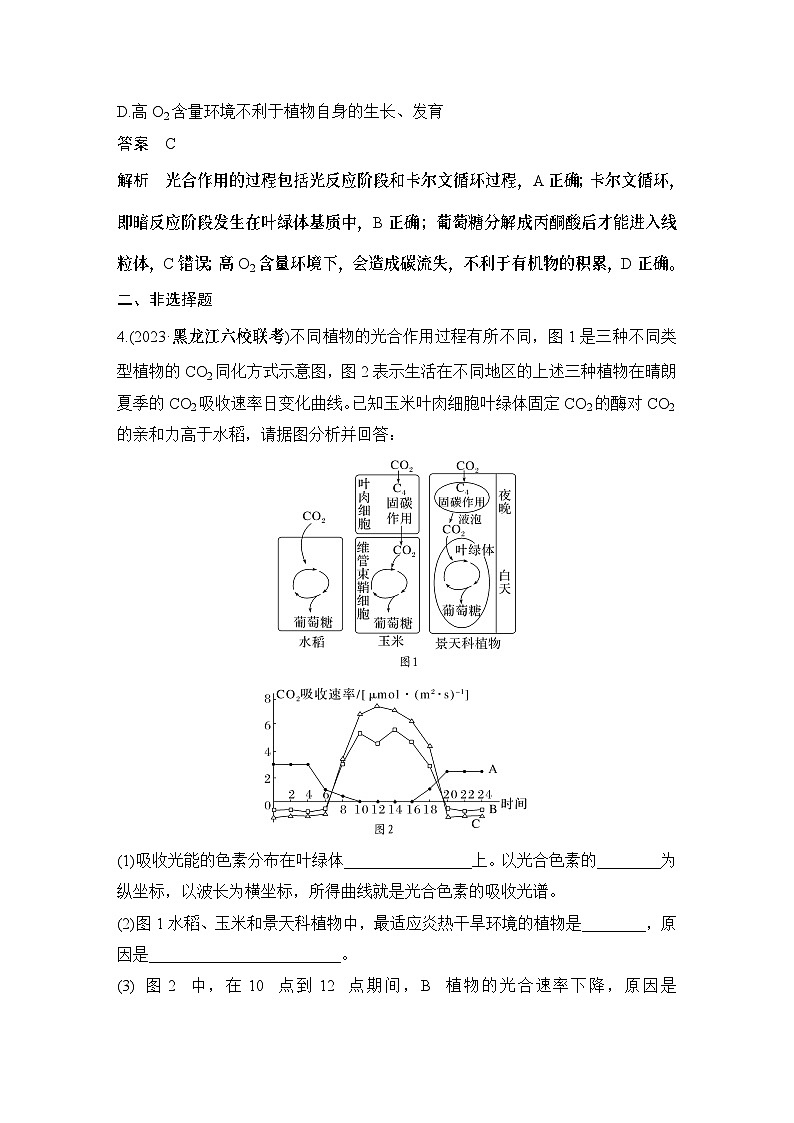 2024年高考生物大一轮必修1复习讲义：：热点微练3 光呼吸、C4植物等特殊代谢类型第3页