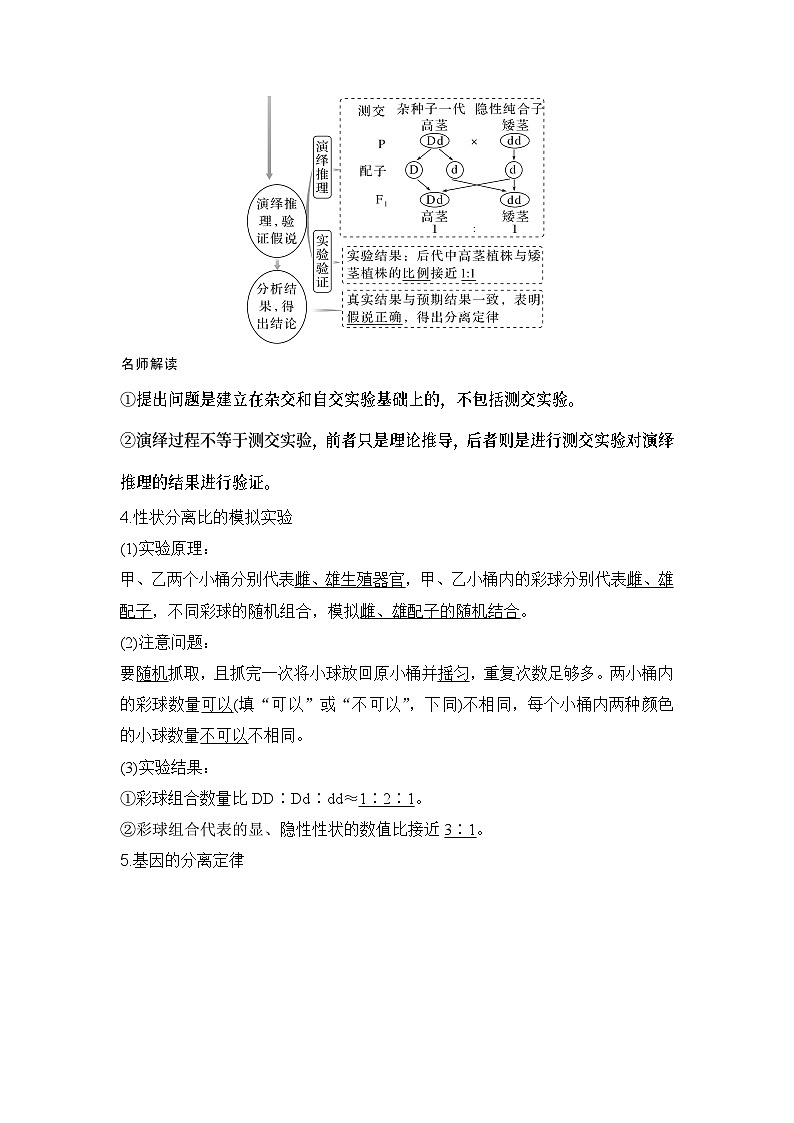 2024年高考生物大一轮必修2复习讲义：：第15讲　基因的分离定律第3页