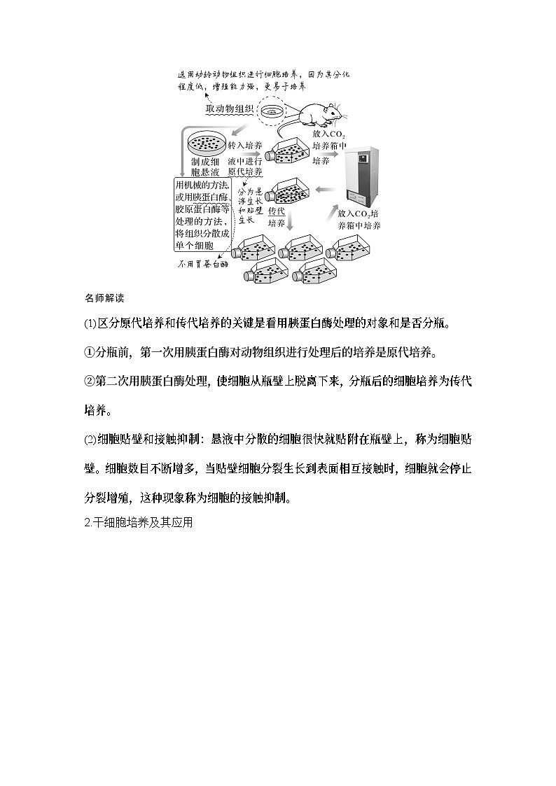 2024年高考生物大一轮选择性必修3复习讲义：第47讲　动物细胞工程第2页