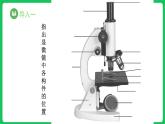 1.2.1 细胞的多样性和统一性 第1课时（课件）-2023-2024学年高一上学期生物人教版（2019）必修1